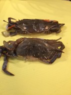 Soft Shell Crabs, cleaned